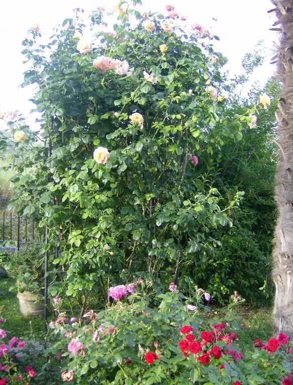 Bed and Breakfast Casa Dina Terontola Zewnętrze zdjęcie